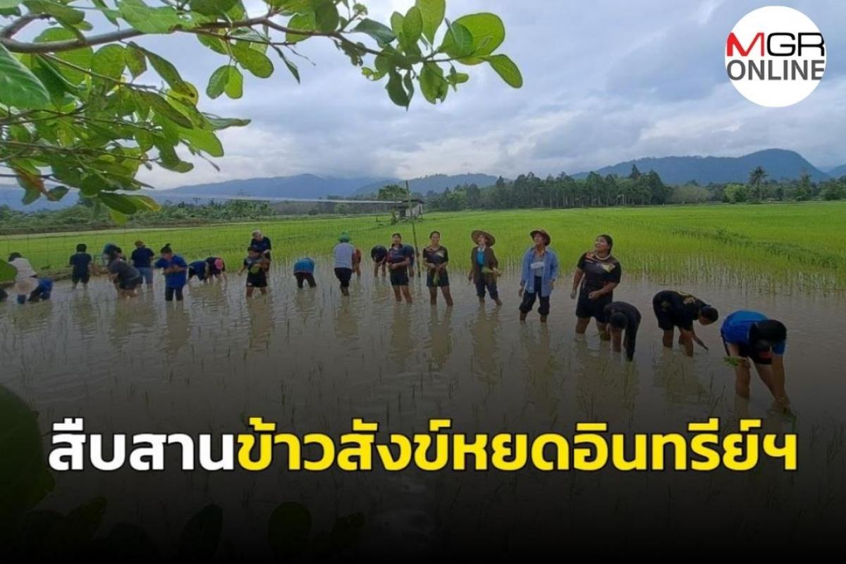 ม.ทักษิณ ร่วมมือเครือข่ายชุมชนจัดกิจกรรมตะโหมดนาวาน สืบสานข้าวสังข์หยดอินทรีย์